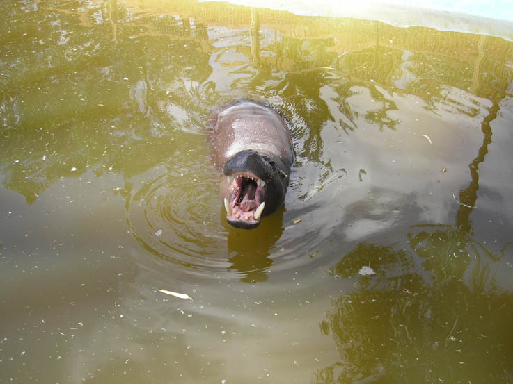 Hippo Picture 2 - Large Image